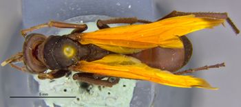 Media type: image;   Entomology 17035 Aspect: habitus dorsal view